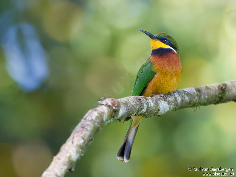 Cinnamon-chested Bee-eater