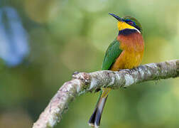 Cinnamon-chested Bee-eater