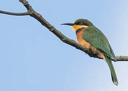 Cinnamon-chested Bee-eater