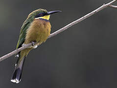 Cinnamon-chested Bee-eater