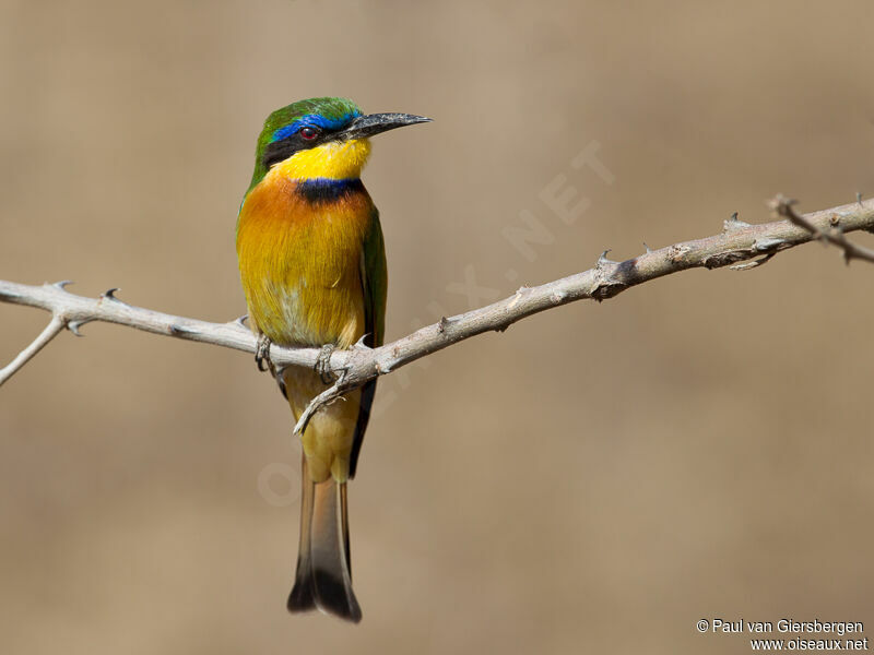 Little Bee-eater