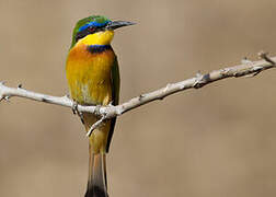 Little Bee-eater