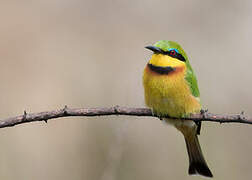 Little Bee-eater