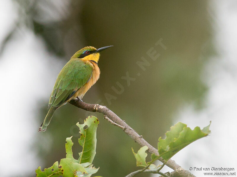 Little Bee-eater