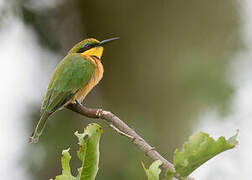 Little Bee-eater