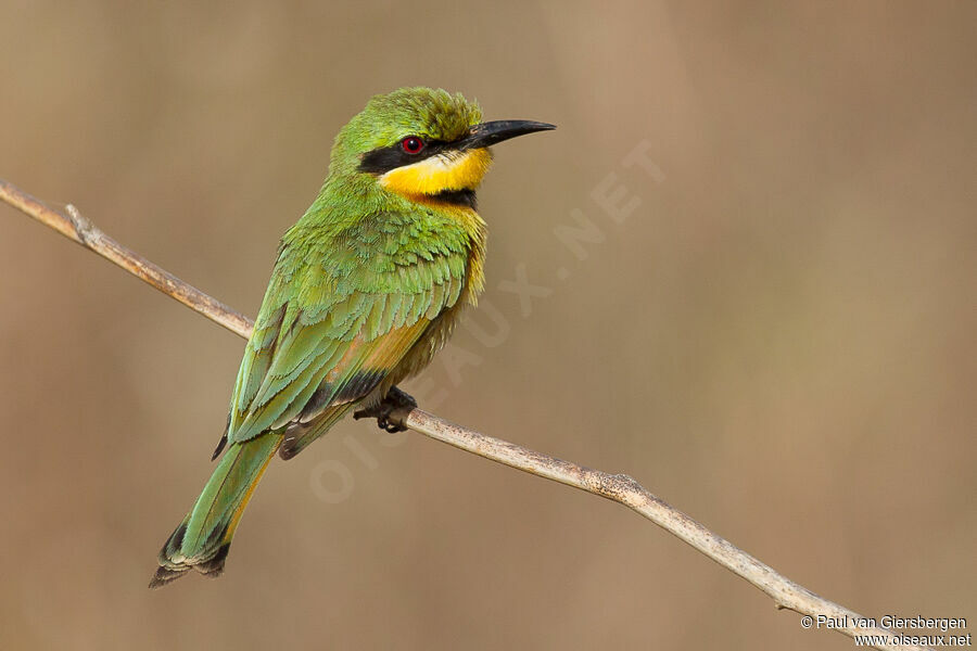 Little Bee-eater