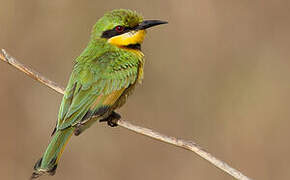 Little Bee-eater