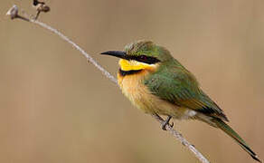 Little Bee-eater