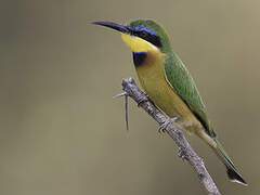 Little Bee-eater