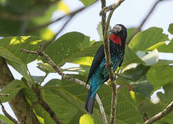 Black Bee-eater