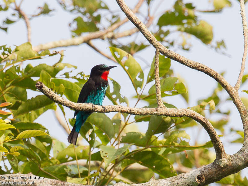 Guêpier noiradulte, identification