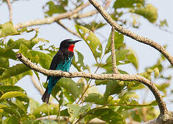 Black Bee-eater