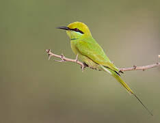 African Green Bee-eater