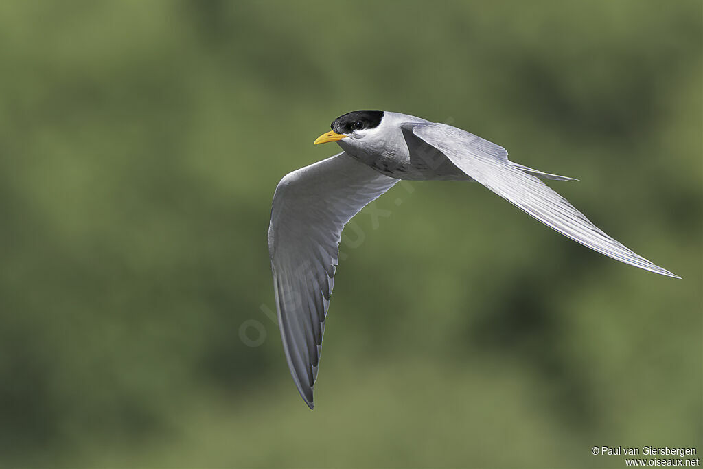 Black-fronted Ternadult