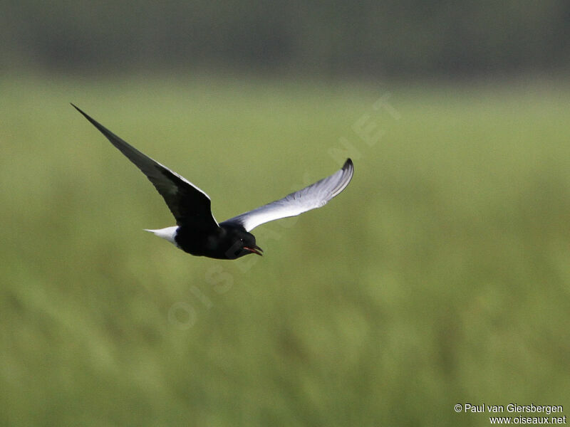 Guifette leucoptère