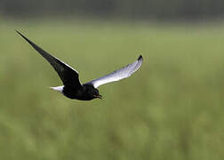 White-winged Tern