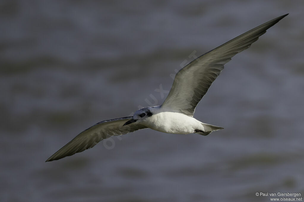 White-winged Ternadult post breeding