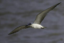 White-winged Tern