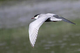 Whiskered Tern