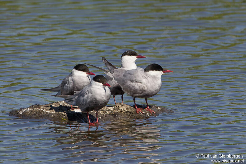 Whiskered Tern