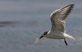 Whiskered Tern