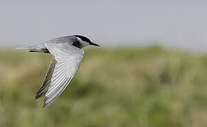 Whiskered Tern