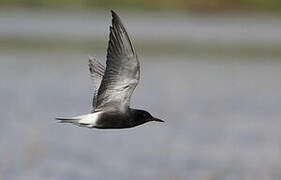 Black Tern