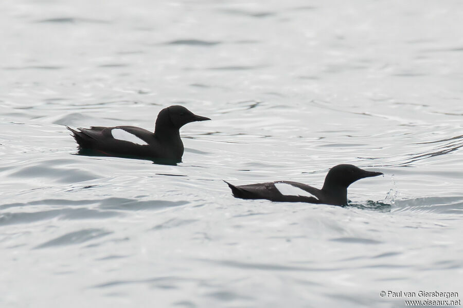 Guillemot à miroiradulte