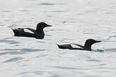 Guillemot à miroir