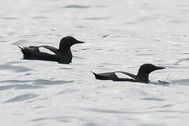 Black Guillemot