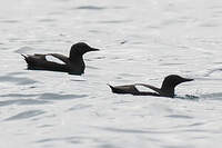 Guillemot à miroir