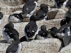 Thick-billed Murre