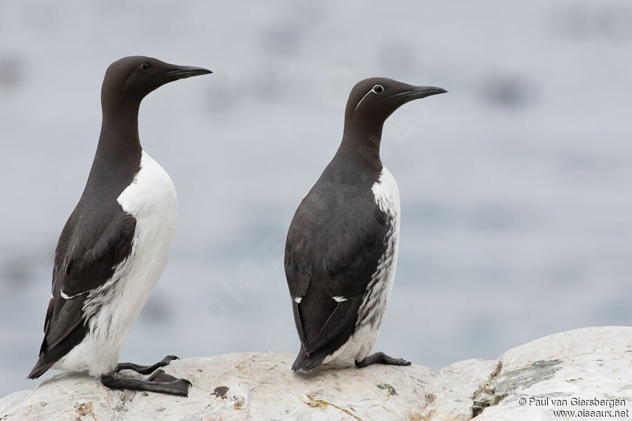 Guillemot de Troïladulte