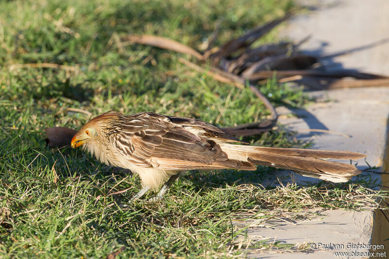 Guira Cuckoo