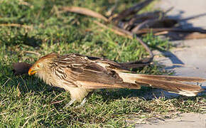 Guira Cuckoo