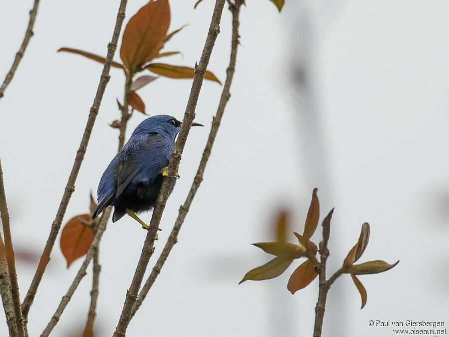 Shining Honeycreeper male adult