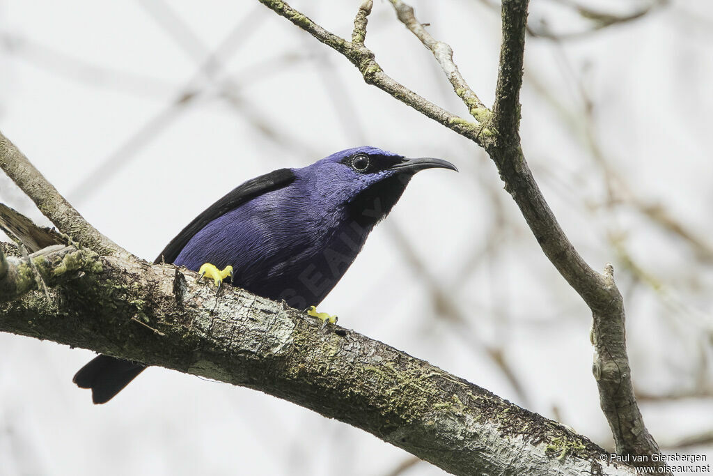 Purple Honeycreeper male adult