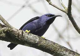 Purple Honeycreeper