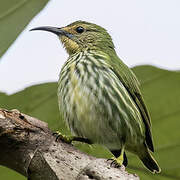 Purple Honeycreeper