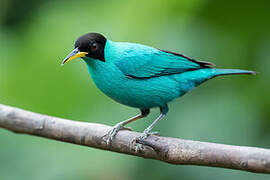 Green Honeycreeper