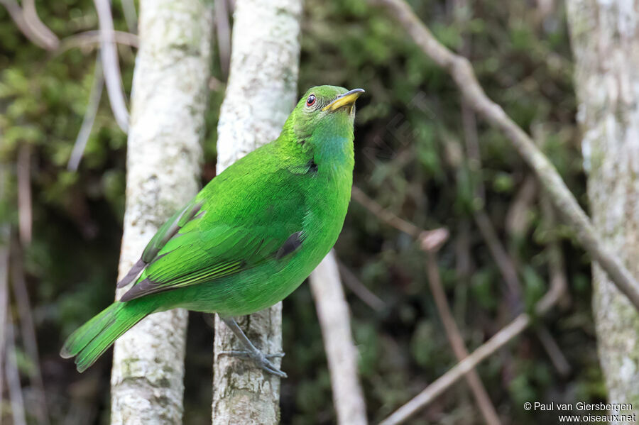 Green Honeycreeper female adult