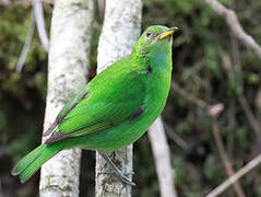 Green Honeycreeper