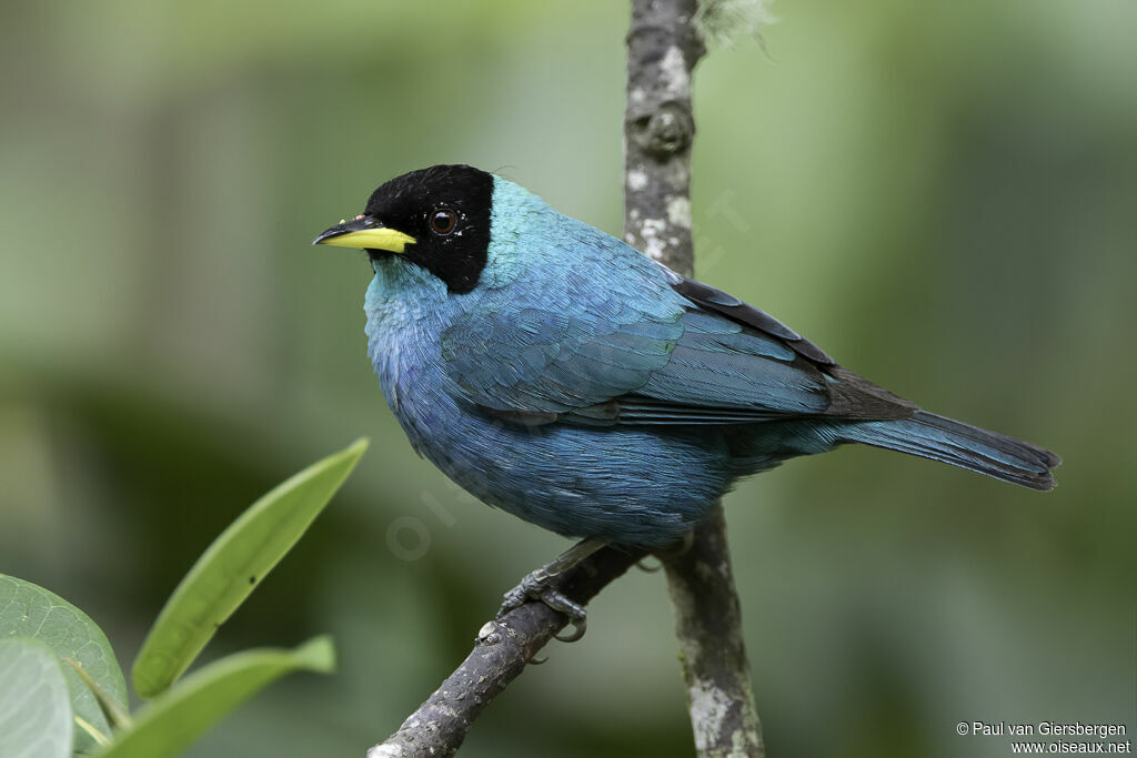 Green Honeycreeper male adult