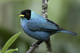 Green Honeycreeper