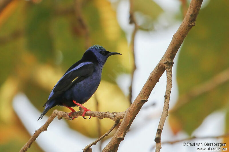 Red-legged Honeycreeper