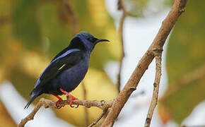 Red-legged Honeycreeper