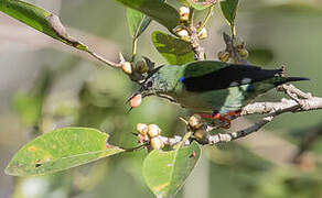 Red-legged Honeycreeper