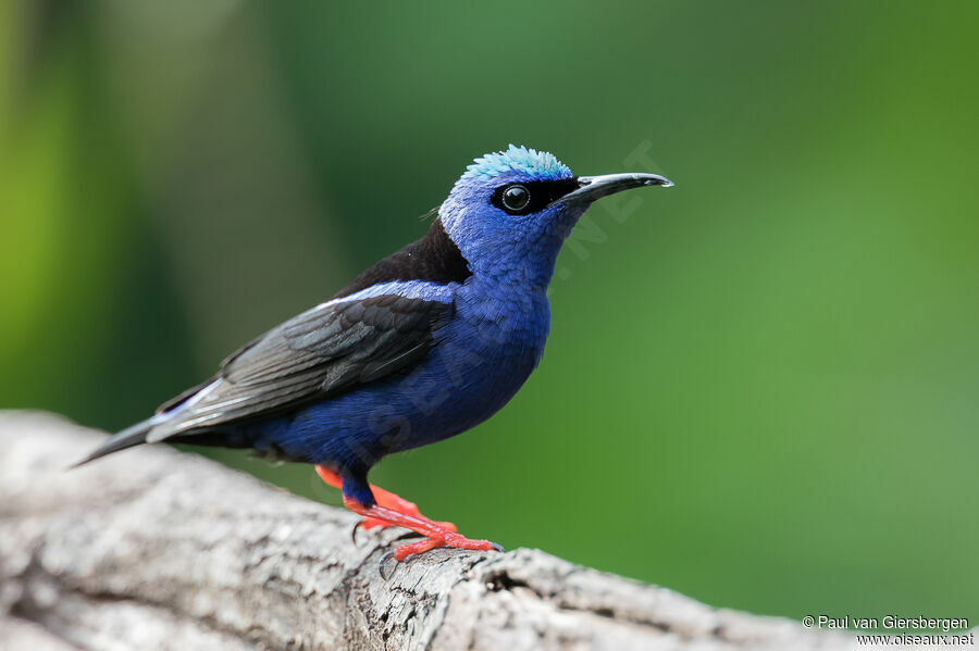 Red-legged Honeycreeper male adult