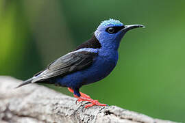 Red-legged Honeycreeper