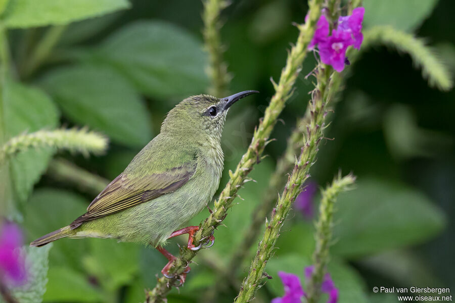 Red-legged Honeycreeper female adult